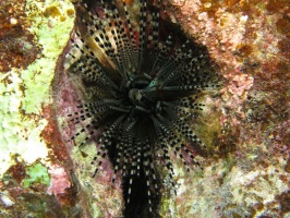 19 Banded Urchin with Anal Sack IMG 2191.JPG